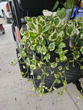 Large 6" Pot Pothos 'N'joy' Live Plant, Easy Care Variegated Houseplant, Epipremnum aureum