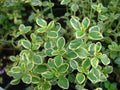 Lemon Thyme 500 Seeds Broad-Leaved Herb Perennial Thymus Pulegioides USA