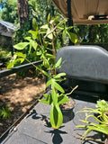 XL Philodendron Florida Red Stem Plant - 10 Leaves - Not Pedatum squamiferum - Indoor Houseplant