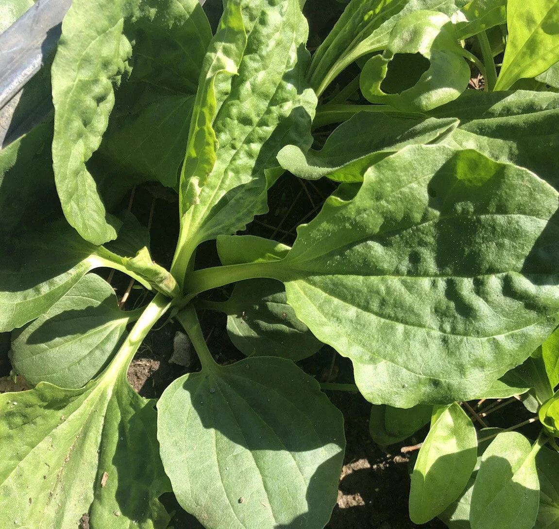 Plantago Major Broadleaf Plantain - 5 Bare Root Live Plants Ready to Plant