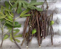 Fresh Fig Tree Cuttings - Choose Varieties - Ficus carica - Organic Options Available