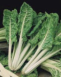 Organic Heirloom Swiss Chard Seeds - Premium Green Lucullus Variety - Fresh and Delicious Gardening Seeds