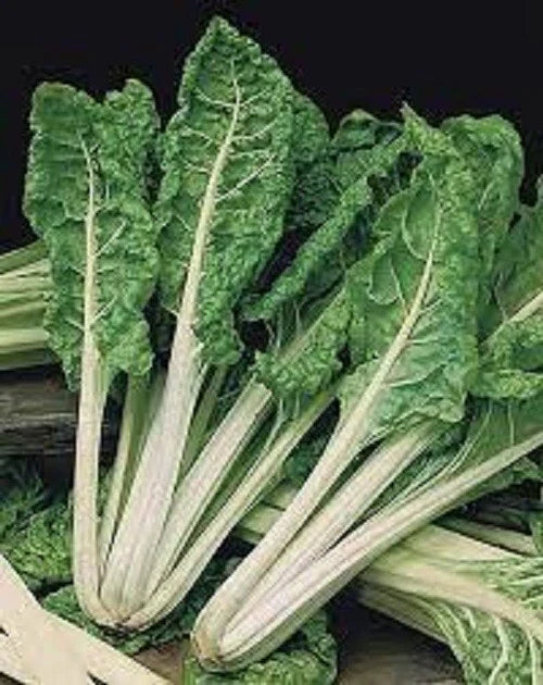 Organic Heirloom Swiss Chard Seeds - Premium Green Lucullus Variety - Fresh and Delicious Gardening Seeds