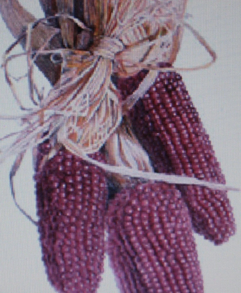 Popcorn Seeds - Red Kernel - 50 Seeds - Zea mays Everta