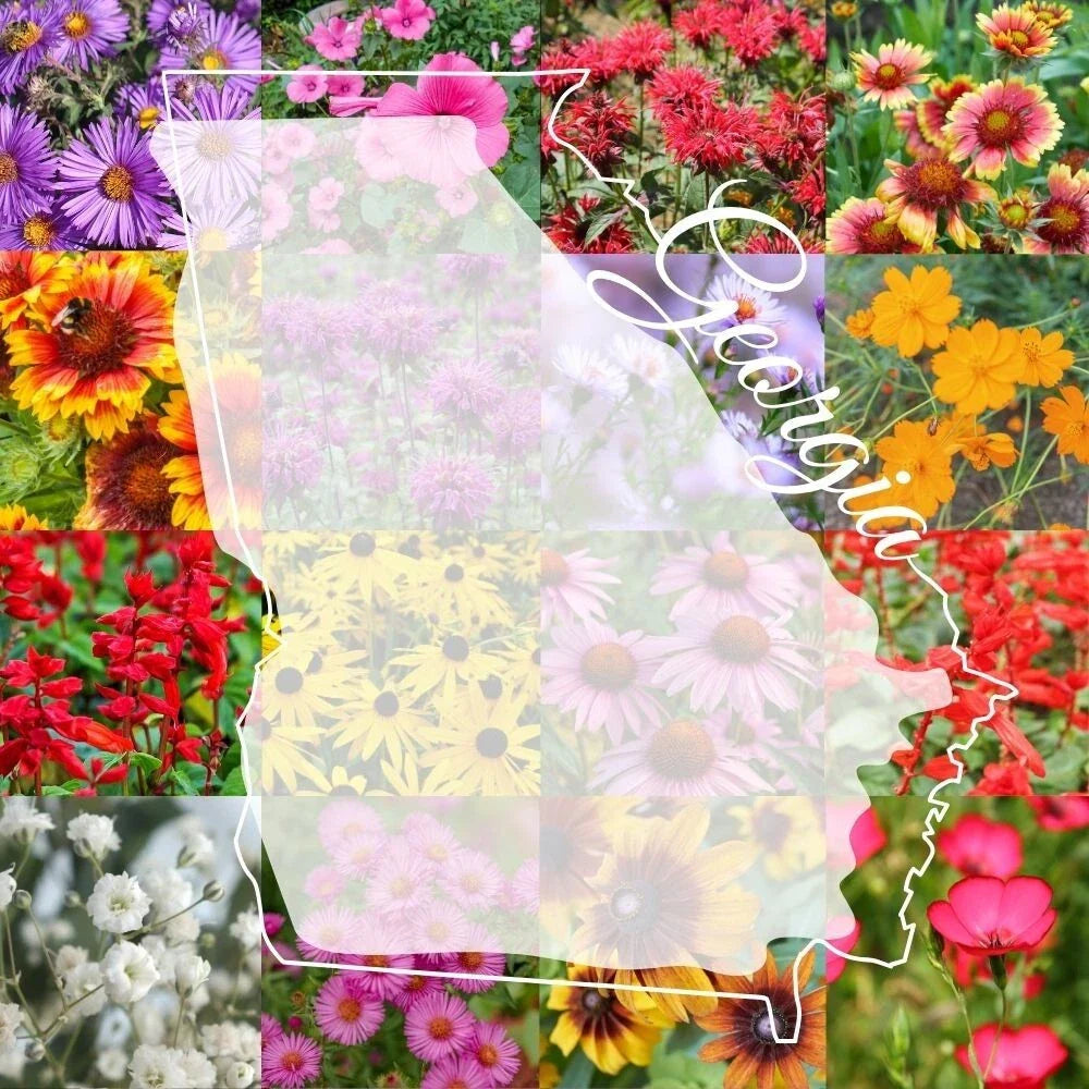 Georgia Wildflower Seed Mix 1/2LB - Colorful Blooms for 2,000 sq ft - Native Flower Blend