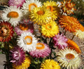 Dwarf Strawflower Mix Seeds - Helichrysum Paper Daisy, Everlasting, Colorful Garden Blooms, Non-GMO, Free Shipping
