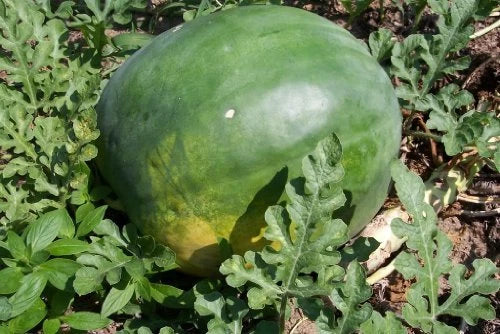 Florida Giant Watermelon Seeds - Fresh Seed for Planting - Citrullus lanatus
