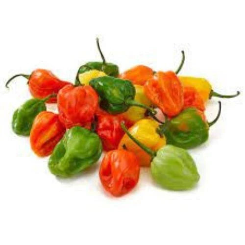 Organic Habanero Hot Pepper Seeds - 30+ Heirloom Seeds for Fresh Garden - Capsicum chinense