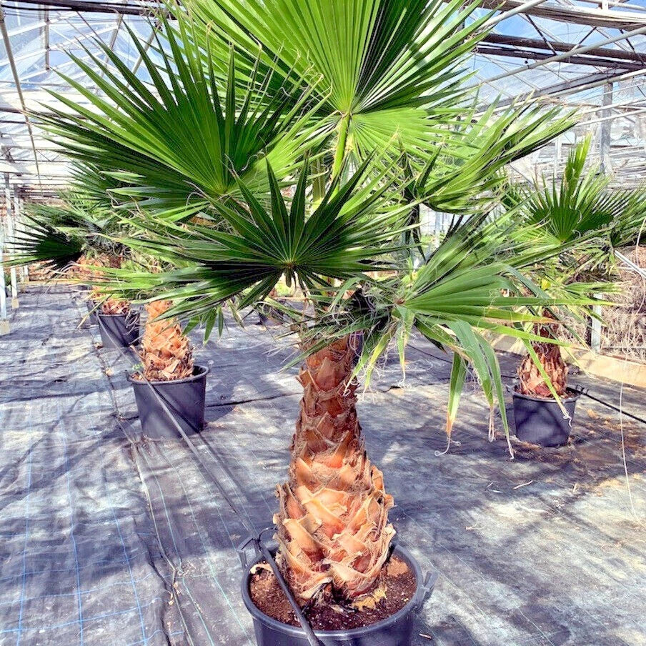 Mexican Fan Palm Tree Seeds - 10 Pack, Tropical Exotic, Cold Hardy, Washingtonia robusta