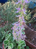 Variegated Cuban Oregano Cuttings - 4 Fresh Unrooted Edible Herb Plants (Plectranthus amboinicus)