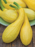 Early Summer Crookneck Squash Seeds, 25 Premium Heirloom Non-GMO Organic Seeds, Curved Yellow Variety
