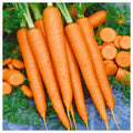 Tendersweet Carrot Seeds - Non-GMO, Beta Carotene, Vitamin A, Heirloom Variety, Garden Planting Seeds