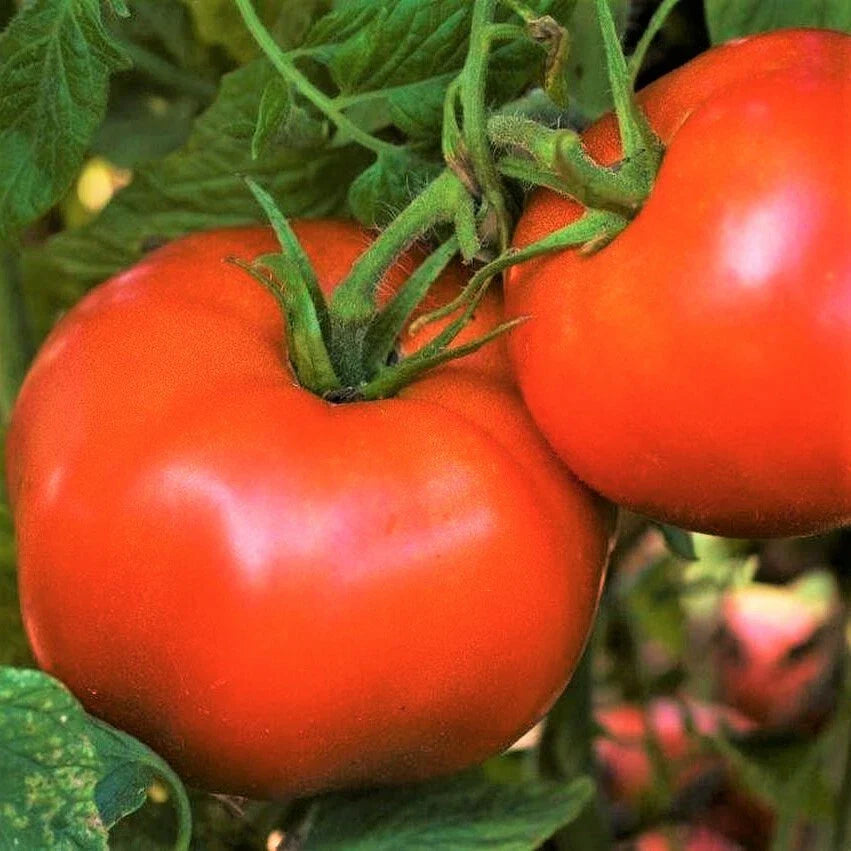 Rutgers Tomato Seeds | Heirloom Garden Vegetable | Best Flavor Variety | Lycopersicon esculentum