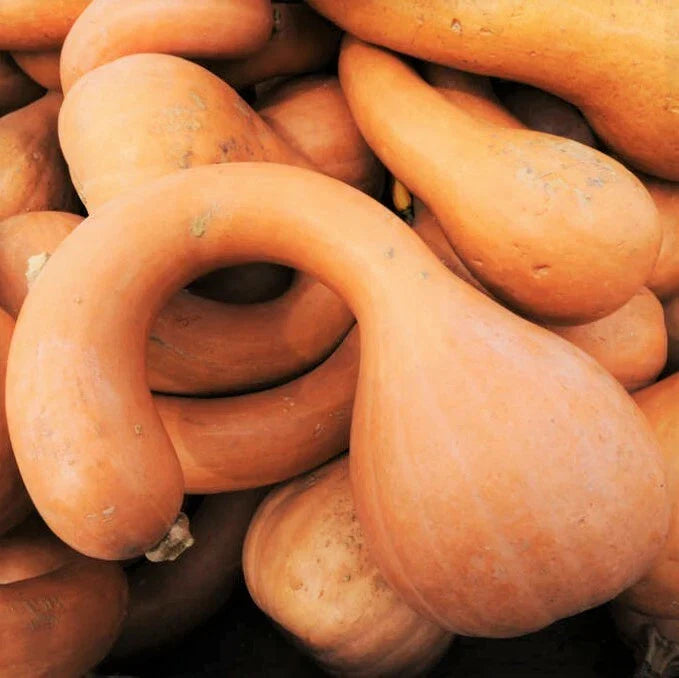 Turkey Neck Pumpkin Seeds | Pennsylvania Dutch Long Crookneck Squash | Heirloom Variety | 2025