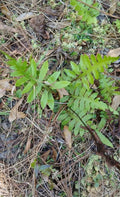 Netted Chain Fern Live Bundle 10-Pack - Rare Shade Plant Woodwardia areolata