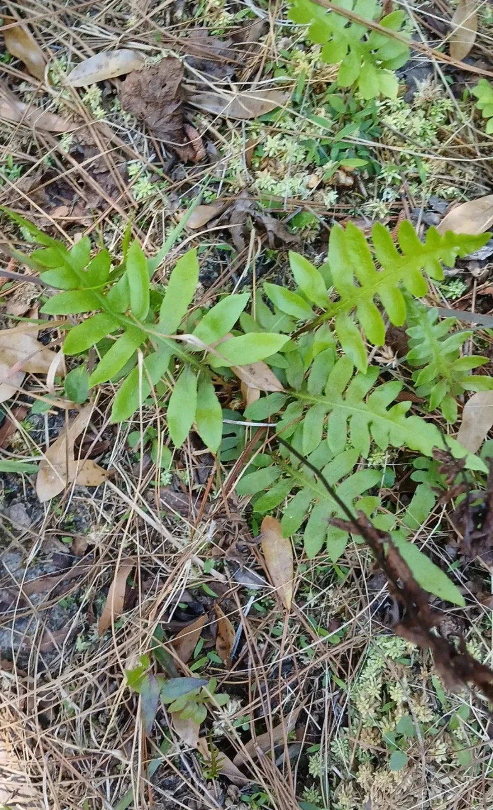 Netted Chain Fern Live Bundle 10-Pack - Rare Shade Plant Woodwardia areolata