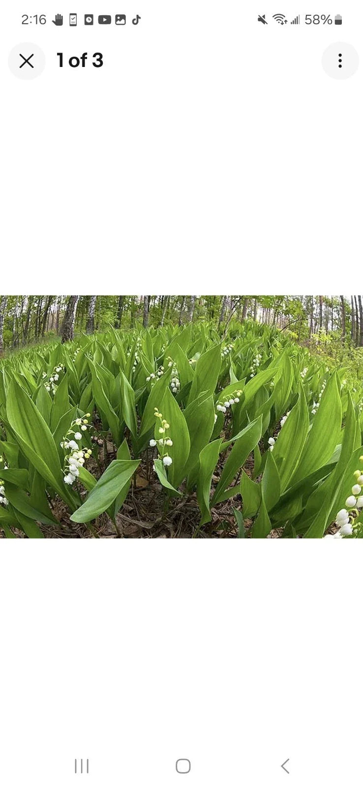 Lily of the Valley Plants - Perennial Bare Roots (50) - Convallaria majalis - Fragrant Ground Cover for Gardens