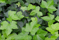 Live English Ivy Groundcover - 1L Bare Root - Hedera Helix - 10 Pieces for Garden Landscaping