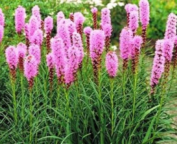 Gayfeather Blazing Star Flower Seeds - 25 Fresh Seeds - Liatris spicata - Free Shipping