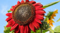Red Sunflower Seeds - 25+ Heirloom Non-GMO - Rare Variety - Helianthus annuus