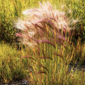 Squirrel Tail Grass Seeds - Foxtail Barley Bobtail - 2025 Planting - Ideal for Erosion Control - Native Grass Seeds