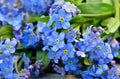 Forget Me Not Flower Seeds | 1200+ Seeds | Perennial Pollinator Attractor | Myosotis spp.