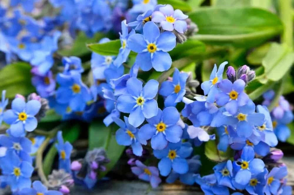 Forget Me Not Flower Seeds | 1200+ Seeds | Perennial Pollinator Attractor | Myosotis spp.