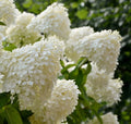 White Hydrangea Seedlings 4 Inches for Planting - Hydrangea macrophylla