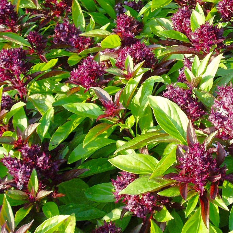 Siam Queen Thai Basil Seeds - Horapha Bai Krapao Variety for Herb Garden - Ideal for 2025 Planting, Culinary Use