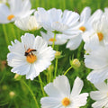 Cosmos Seeds - Non-GMO Purity Variety - Flower Seeds for Gardening - Cosmos bipinnatus