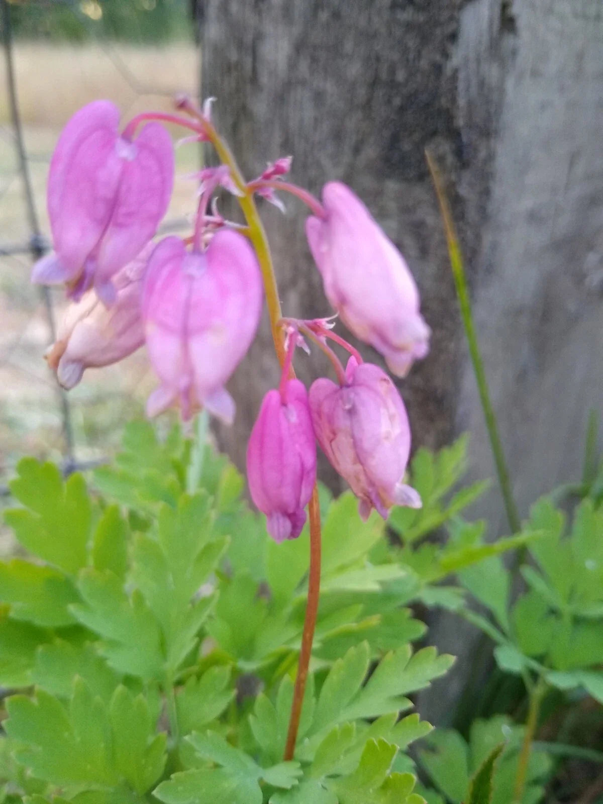 Bleeding Hearts Live Plants - 5 Bare Root Pink Wildflowers - Dicentra Spectabilis