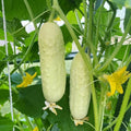 White Wonder Cucumber Seeds - 25+ Heirloom Organic Non-GMO - Rare Variety - Cucumis sativus