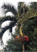 Tropical Christmas Palm Seeds 35 Pack Dwarf Royal Adonidia Merrillii Live Perennial Drought-Resistant Self-Pollinating