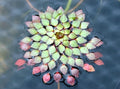 Mosaic Plant - Ludwigia Sedioides - 3 Live Aquatic Plants - Easy Care for Aquarium or Pond