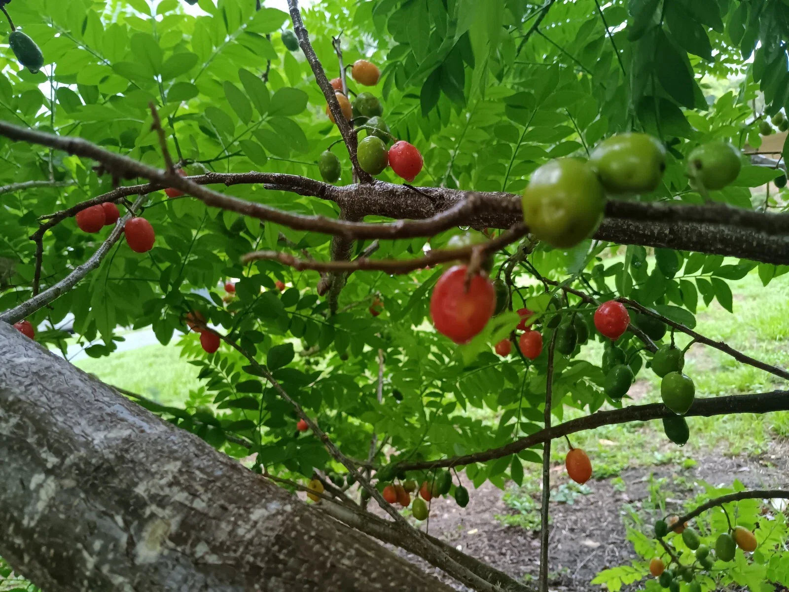 Hog Plum Cuttings 3 Fresh Unrooted Ciruela Spanish Plum Spondias Purpurea
