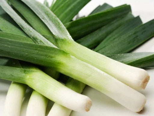 Heirloom Leek Seeds - 50 Pack, American Flag Variety - Allium ampeloprasum - Free USA Shipping
