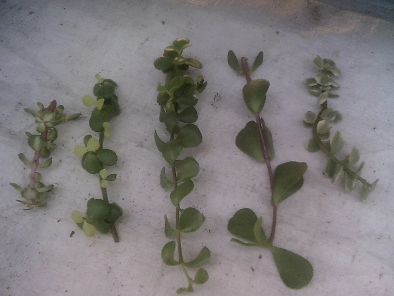 Portulacaria Cuttings Collection - 9 Varieties of Succulent Plants - Portulacaria afra and More