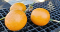 Sweet Granadilla Plant Rooted Plug - Passiflora edulis Yellow Passion Fruit Live Plant