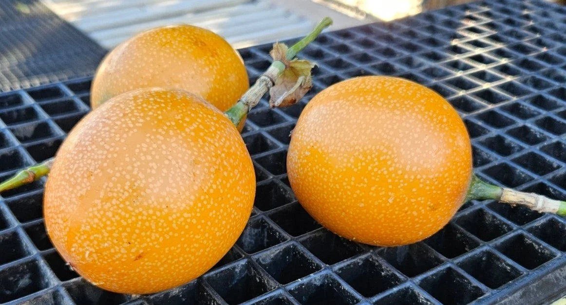 Sweet Granadilla Plant Rooted Plug - Passiflora edulis Yellow Passion Fruit Live Plant