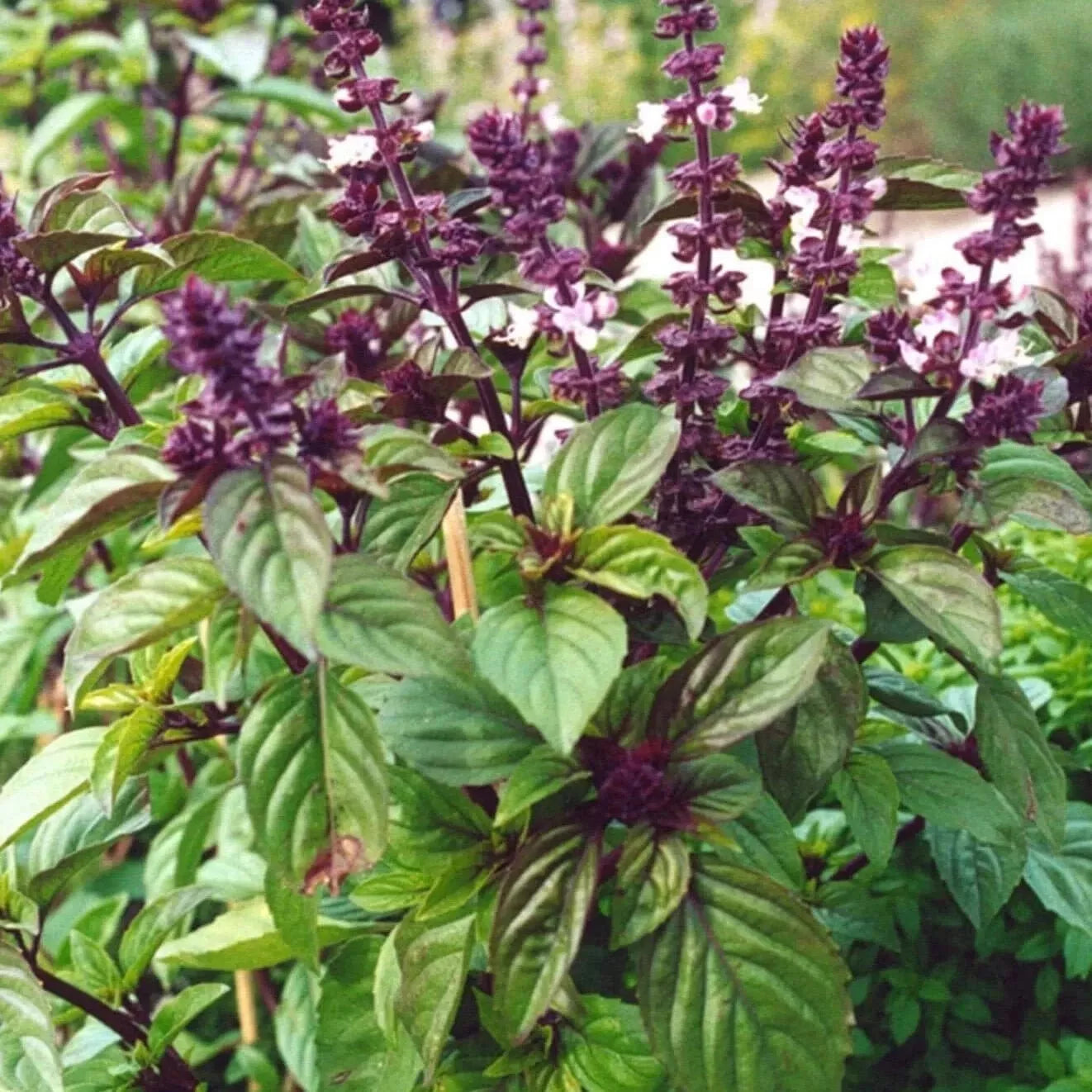 Licorice Basil Seeds - 50+ Seeds - Thai Basil - Ocimum basilicum - Annual Herb for Full Sun to Partial Shade