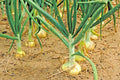 Vidalia Sweet Onion Seeds - Organic Short Day Variety for Spring & Fall Vegetable Gardens - Allium cepa