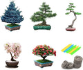 Bonsai Tree Seeds - 5 Varieties - Non-GMO Heirloom Starter - Ficus, Juniper, Pine, Maple, Cherry