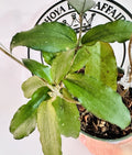 Hoya Plant Erythrina Round Leaves Live Plant - Hoya erythrina