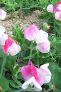 Cupid Pink Dwarf Sweet Pea Seeds - 50+ Pack for Garden Planting - Lathyrus odoratus - USA, Free Shipping