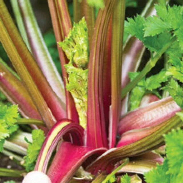 Redventure Red Celery Seeds - Organic Heirloom, Non-GMO Bulk, Rare Variety - 100 to 1000 Seeds