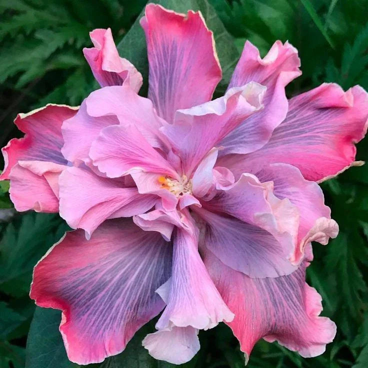 Rooted Tropical Hibiscus Plant - Marianne Charleton - Hibiscus rosa-sinensis - Ships Bare Root
