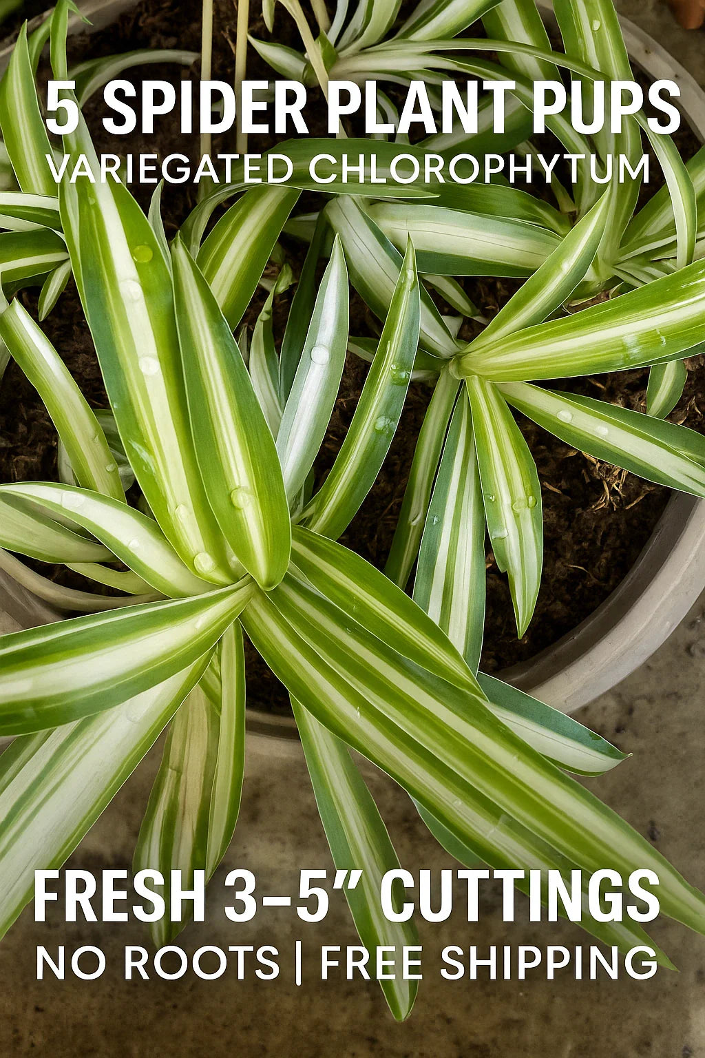 Spider Plant Pups - Fresh 3–5” Variegated Cuttings - Chlorophytum comosum