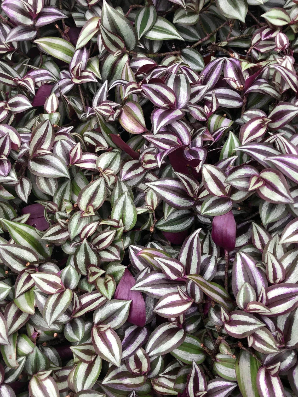 Tradescantia Zebrina Cuttings - Purple Wandering Jew - 10 Healthy Stem Cuttings
