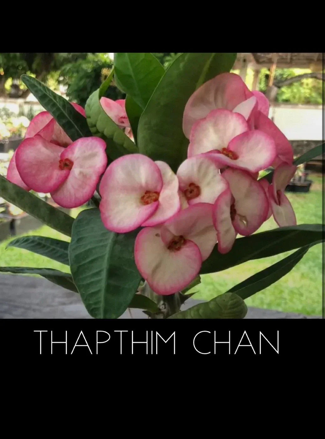 Crown of Thorns Plant - Thapthim Chan Variety - Euphorbia Milii - Rooted Succulent for Home and Garden Decor