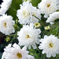 Double Click White Knight Cosmos Seeds - 200+ Pack - Garden Flower - Cosmos bipinnatus - USA Shipping